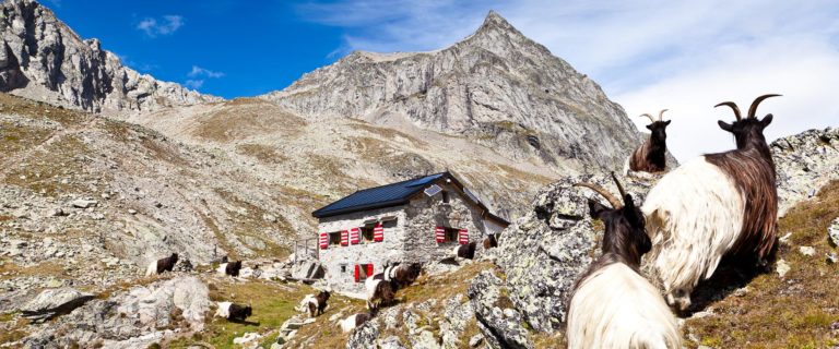 Wiwannihütte und Geissen